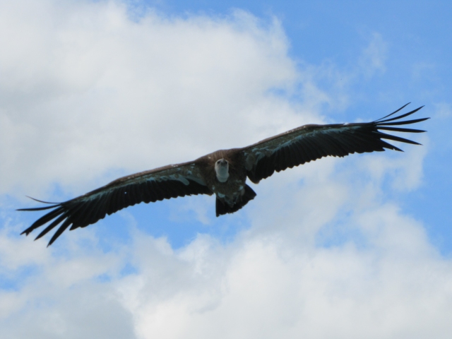 Zoo de Beauval
